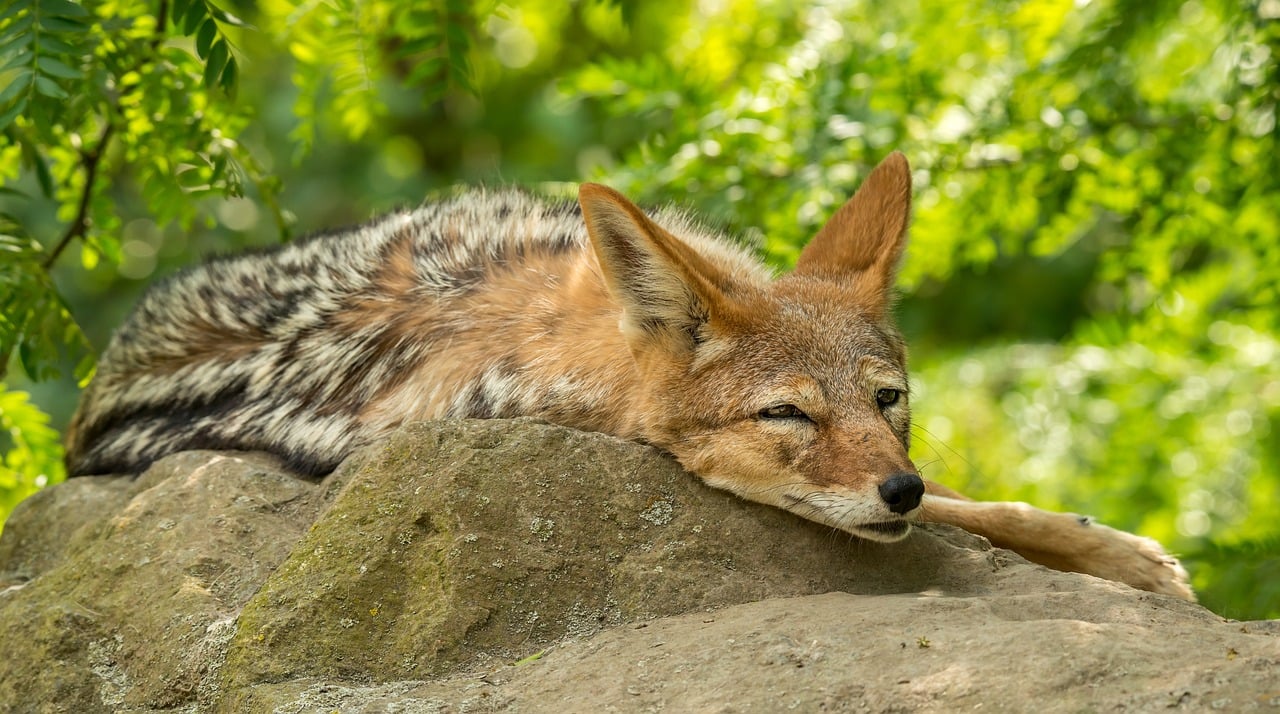 Le niveau de tolérance est proche de pas grand-chose et SMCI la joue comme le coyote – 31 octobre 2024